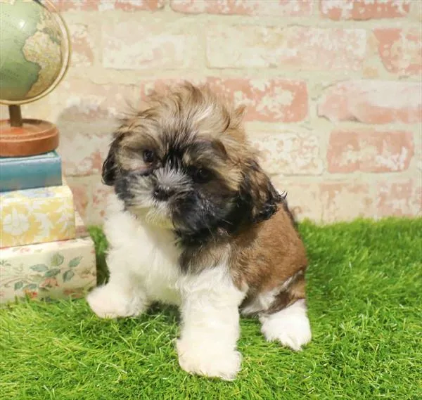 Female Shih Tzu puppy named Clove for sale at Waggles Dayton.