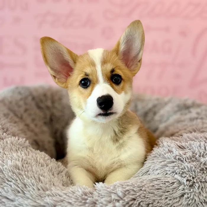 Male Pembroke Welsh Corgi puppy named Vincent for sale at Waggles Dayton.