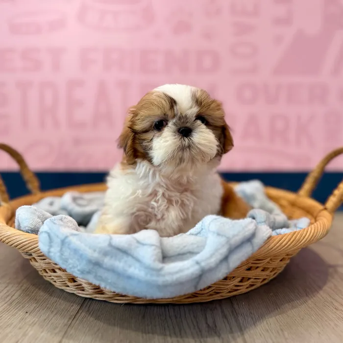 Female Teddy Bear puppy named Karen for sale at Waggles Dayton.