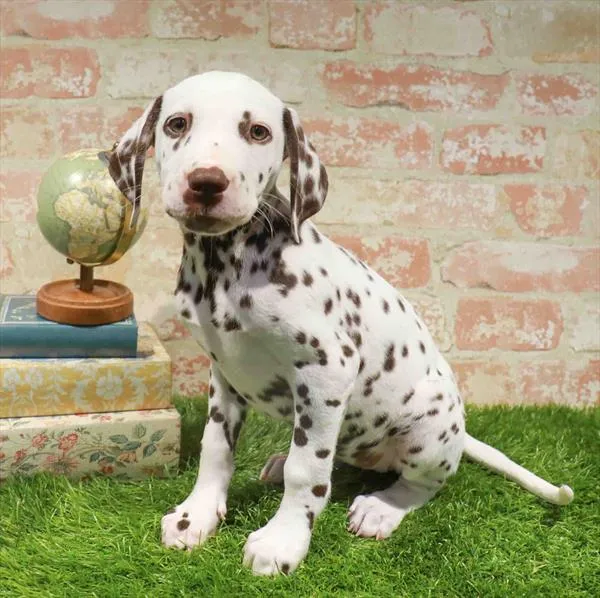 Female Dalmatian puppy for sale at Waggles Dayton.