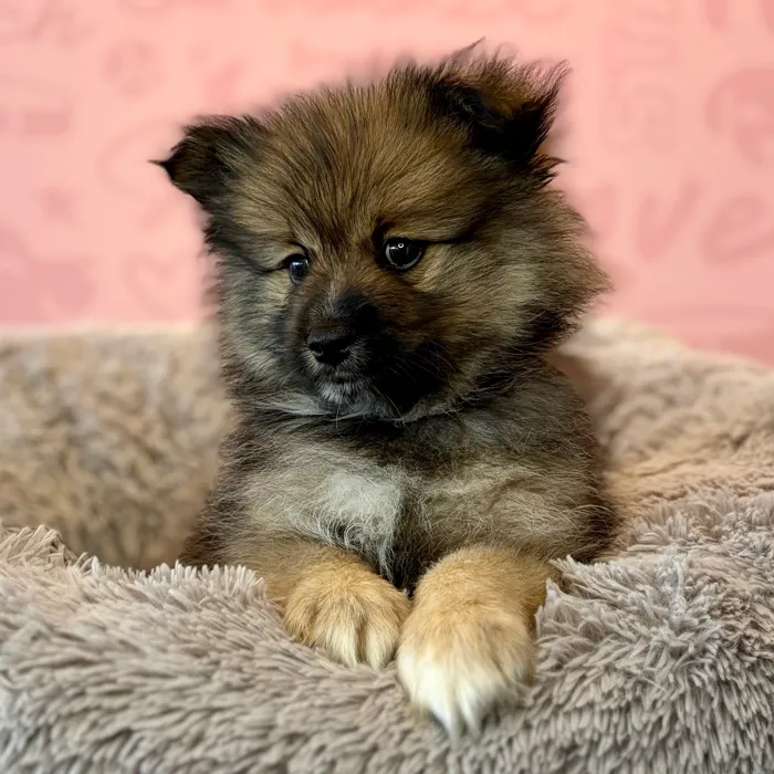 Male Pomeranian puppy named Hagrid for sale at Waggles Dayton.