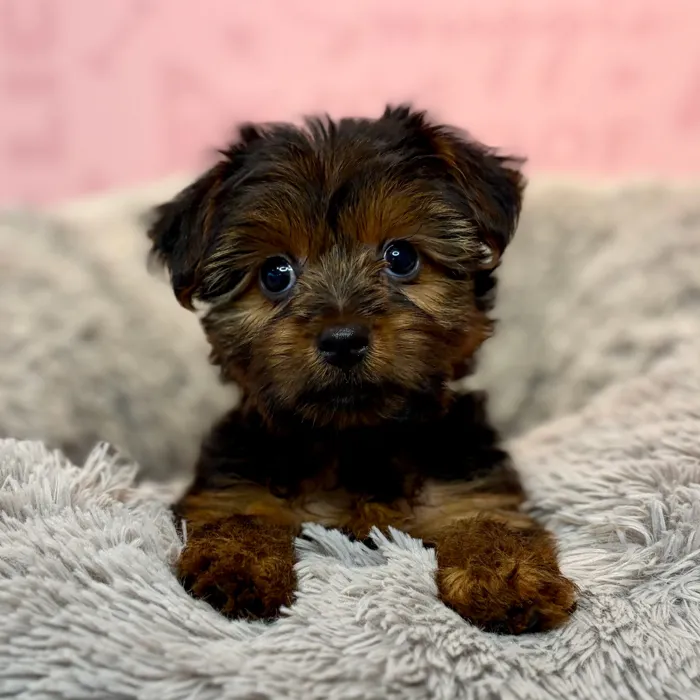Female Yorkie puppy named Mozzarella for sale at Waggles Dayton.
