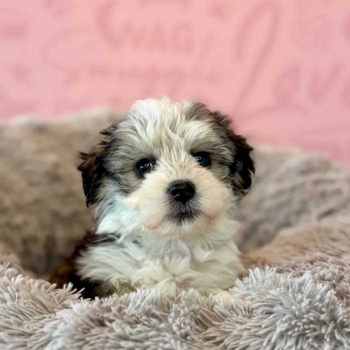 Female Havanese puppy named Sabrina for sale at Waggles Dayton.