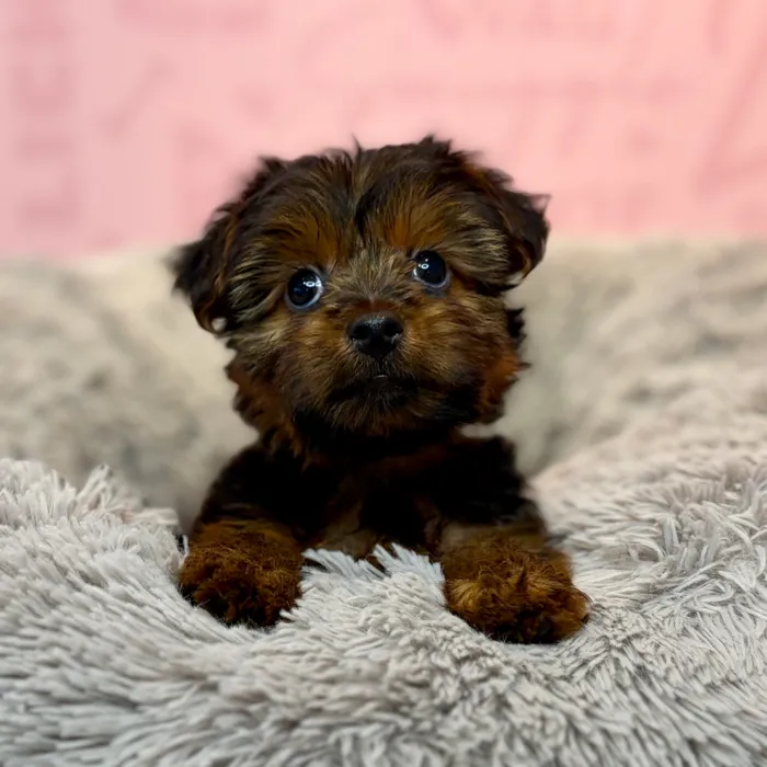 Female Yorkie puppy named Mozzarella for sale at Waggles Dayton.