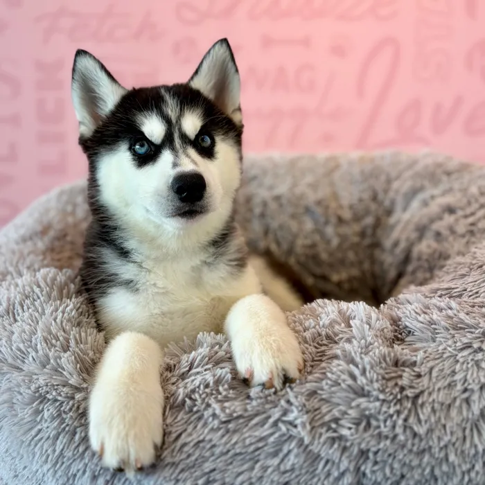 Female Siberian Husky puppy named Dixie for sale at Waggles Dayton.