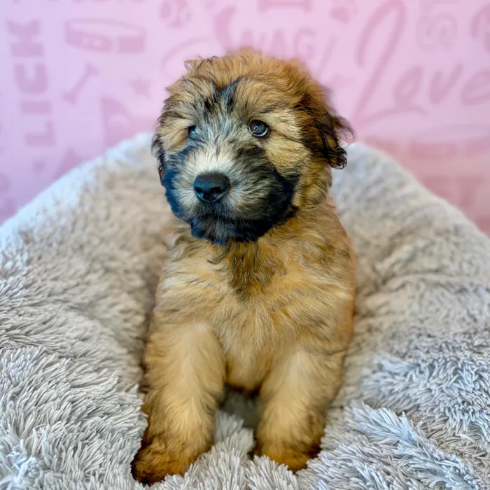 Male Soft Coated Wheaten Terrier puppy named Charlie Brown for sale at Waggles Dayton.