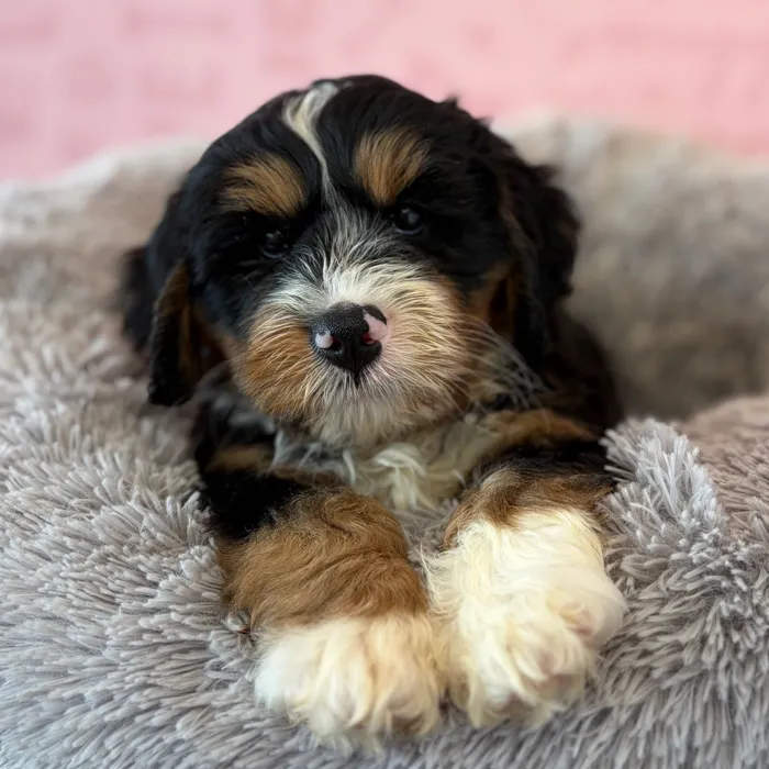 Male 2Nd Gen Mini Bernadoodle puppy named Casper for sale at Waggles Dayton.