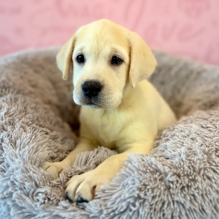 Male Labrador Retriever puppy named Max for sale at Waggles Dayton.