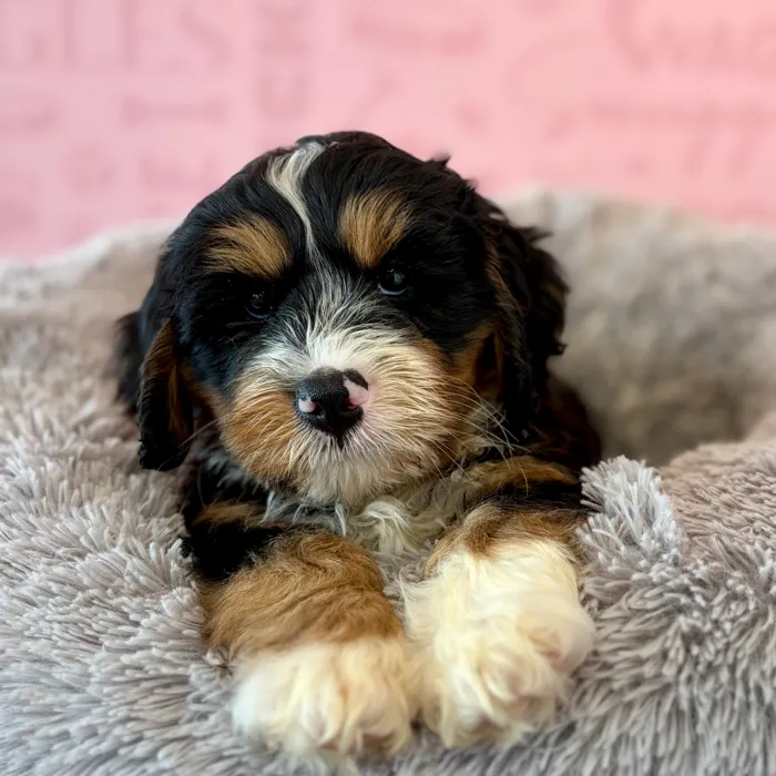 Male 2Nd Gen Mini Bernadoodle puppy named Casper for sale at Waggles Dayton.