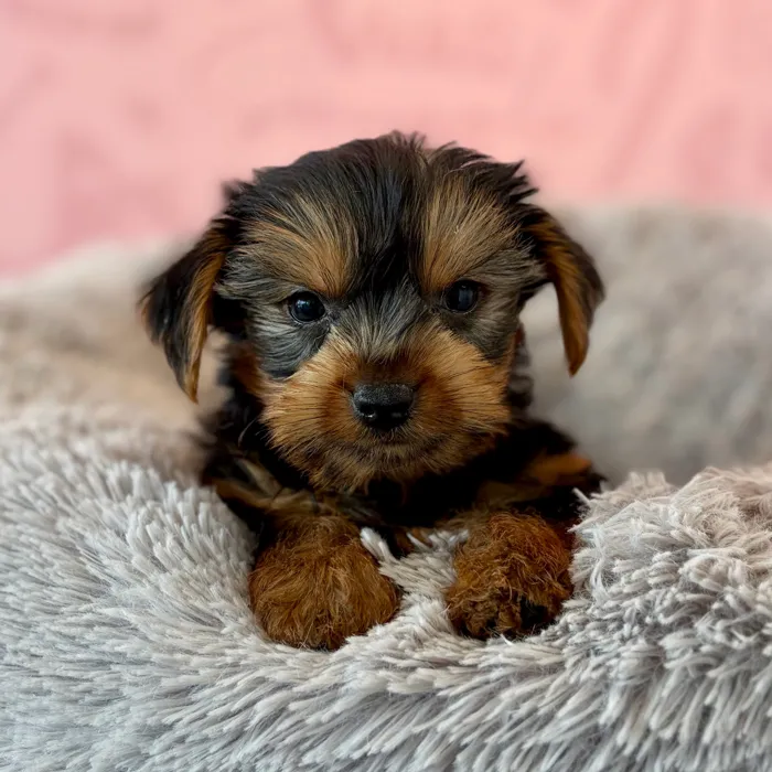 Male Yorkie puppy named Lee for sale at Waggles Dayton.