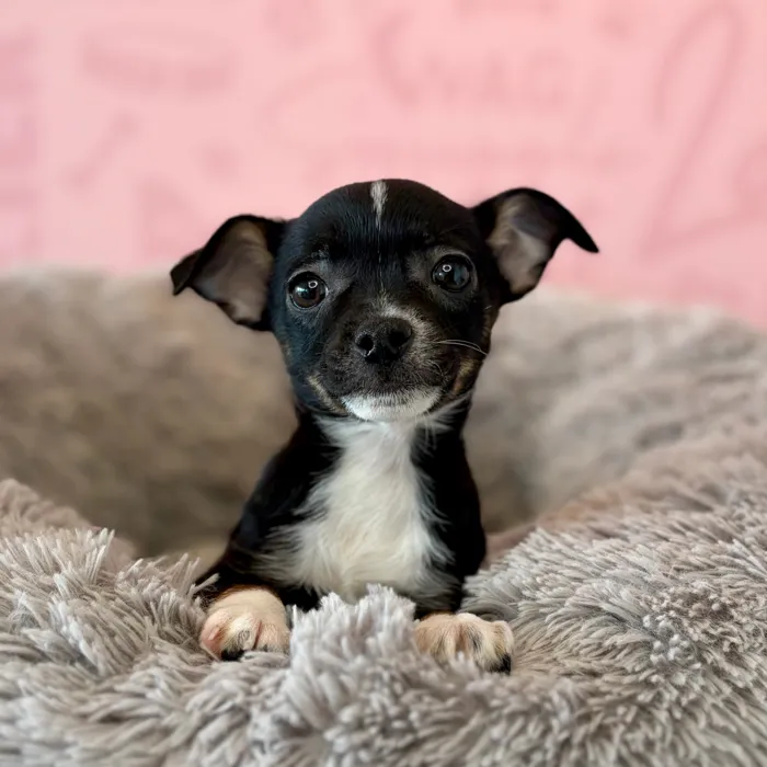 Male Chihuahua puppy named Binx for sale at Waggles Dayton.