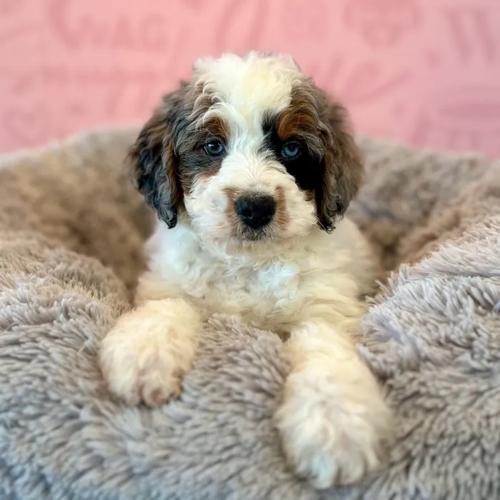 Female 2Nd Gen Mini Bernadoodle puppy named Iris for sale at Waggles Dayton.