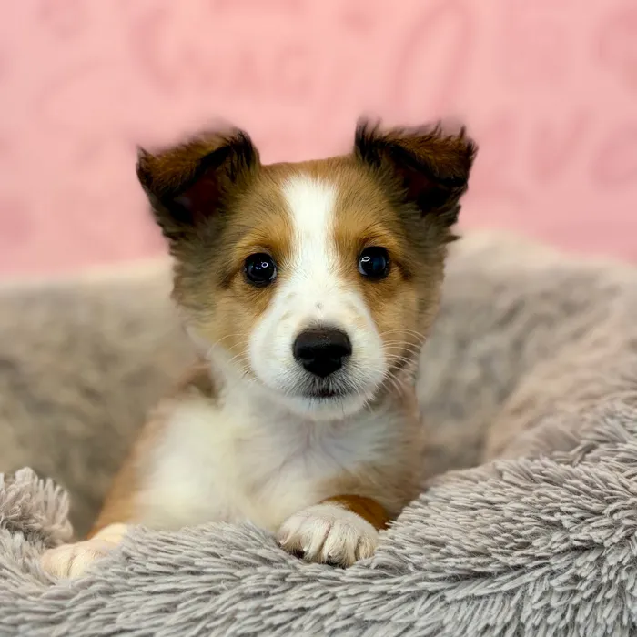 Male Sheltie puppy named Ron for sale at Waggles Dayton.