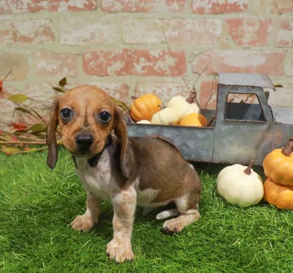 Male Dachshund puppy named Cider for sale at Waggles Dayton.