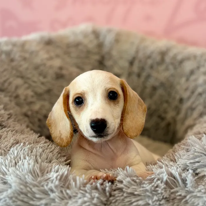 Female Dachshund puppy named Ghoul for sale at Waggles Dayton.