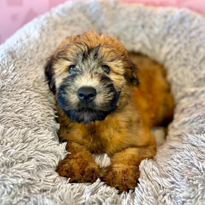 Male Soft Coated Wheaten Terrier puppy named Charlie Brown for sale at Waggles Dayton.