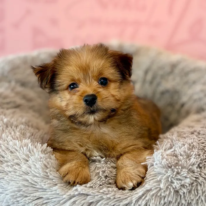 Male Yorkie-Pom puppy named Ripley for sale at Waggles Dayton.