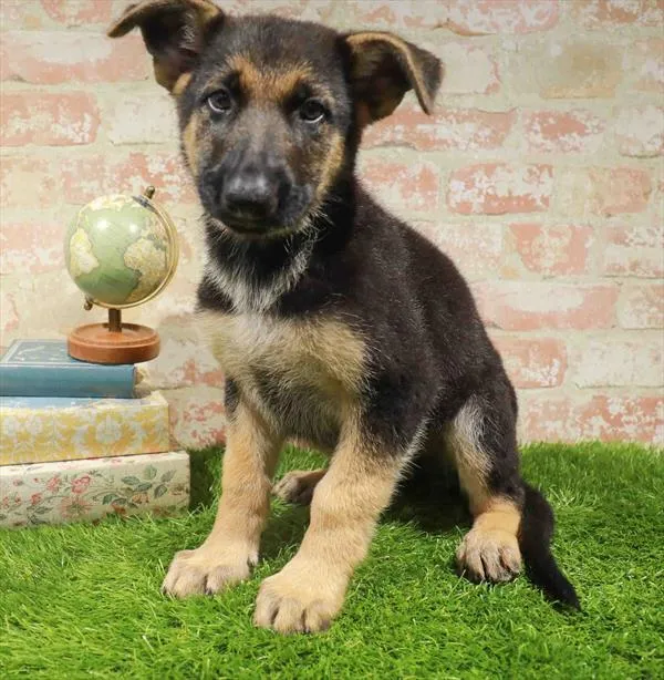 Male German Shepherd puppy named Russ for sale at Waggles Dayton.