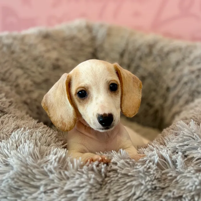 Female Dachshund puppy named Ghoul for sale at Waggles Dayton.