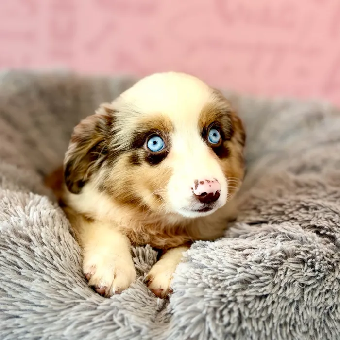 Male Mini Aussie puppy named Henry for sale at Waggles Dayton.