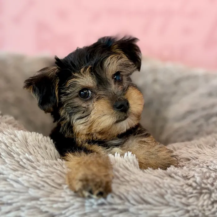Male Yochon puppy named Frankenstein for sale at Waggles Dayton.
