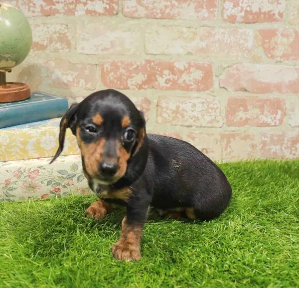 Female Dachshund puppy named Maize for sale at Waggles Dayton.