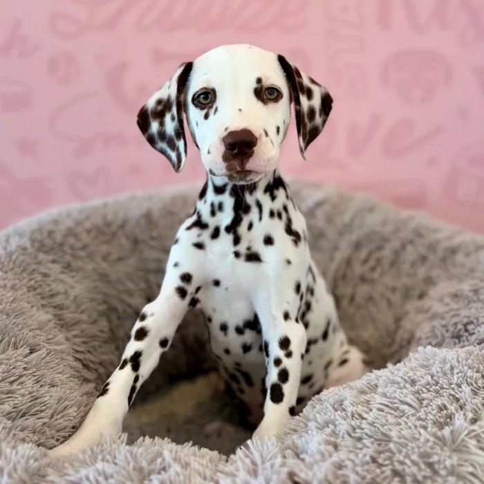 Female Dalmatian puppy named Freckles for sale at Waggles Dayton.