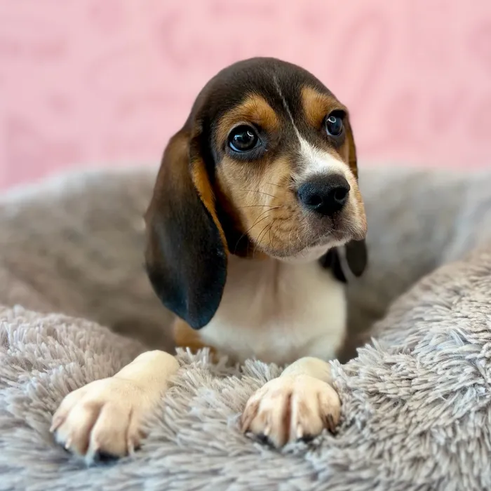 Male Beagle puppy named Biscuit for sale at Waggles Dayton.