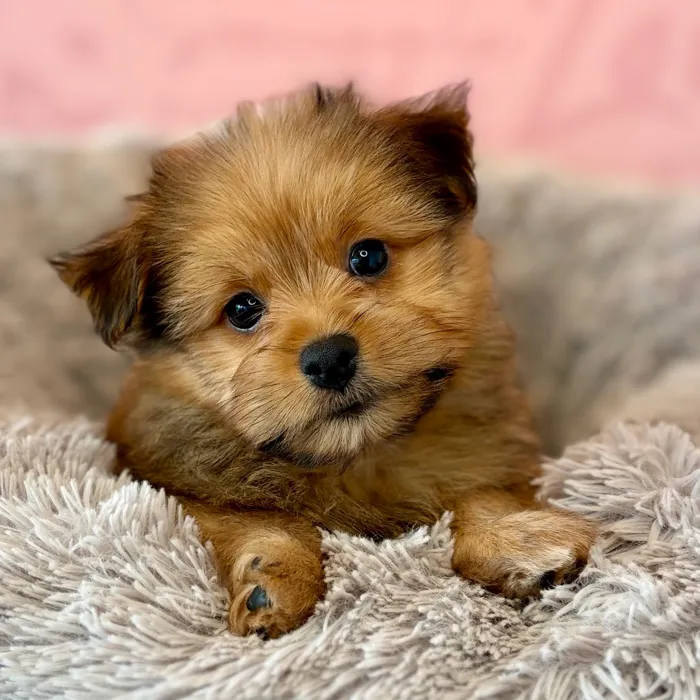 Male Yorkie-Pom puppy named Ripley for sale at Waggles Dayton.