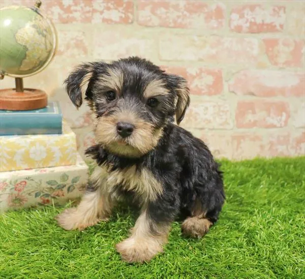 Male Yorkie puppy named Drumstick for sale at Waggles Dayton.