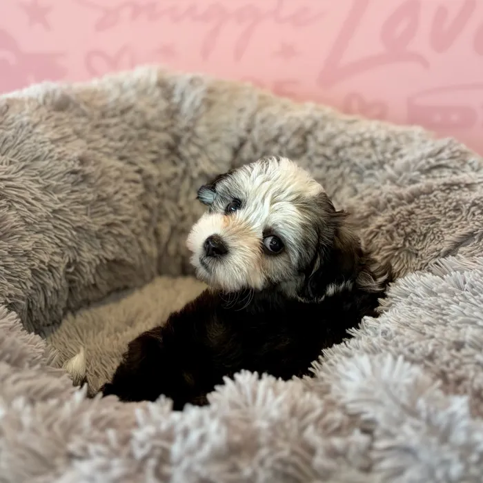 Female Havanese puppy named Sabrina for sale at Waggles Dayton.