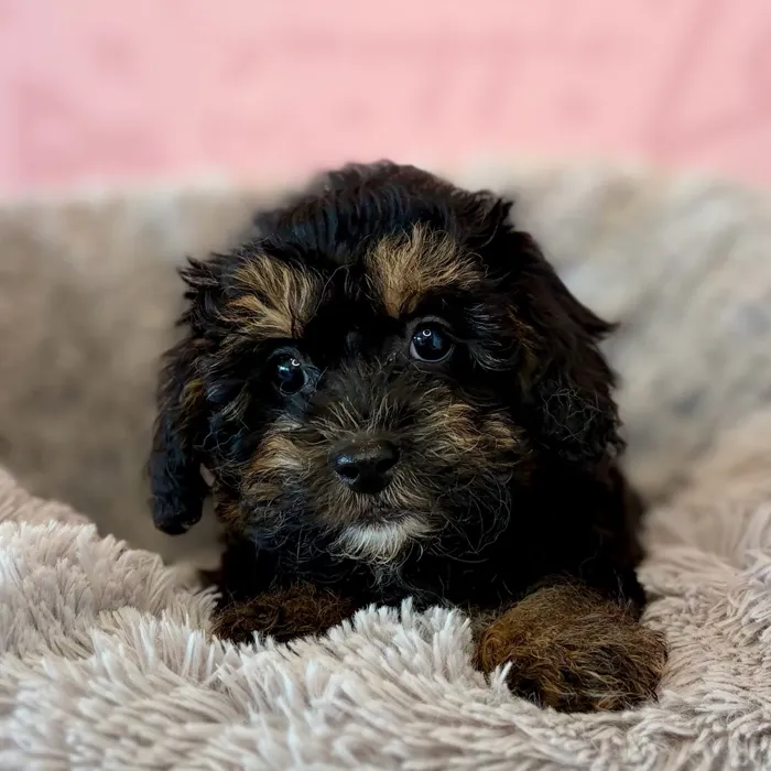 Male Havapoo puppy named Abe for sale at Waggles Dayton.