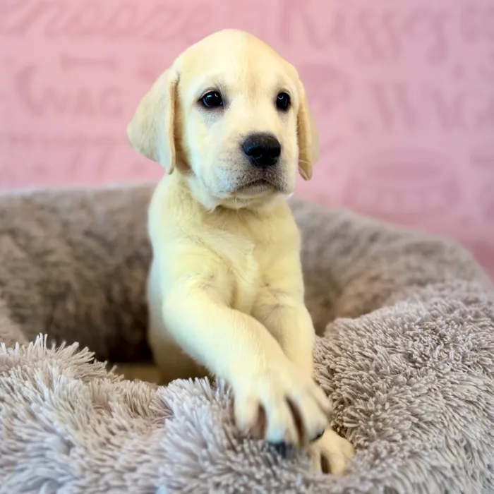 Male Labrador Retriever puppy named Max for sale at Waggles Dayton.