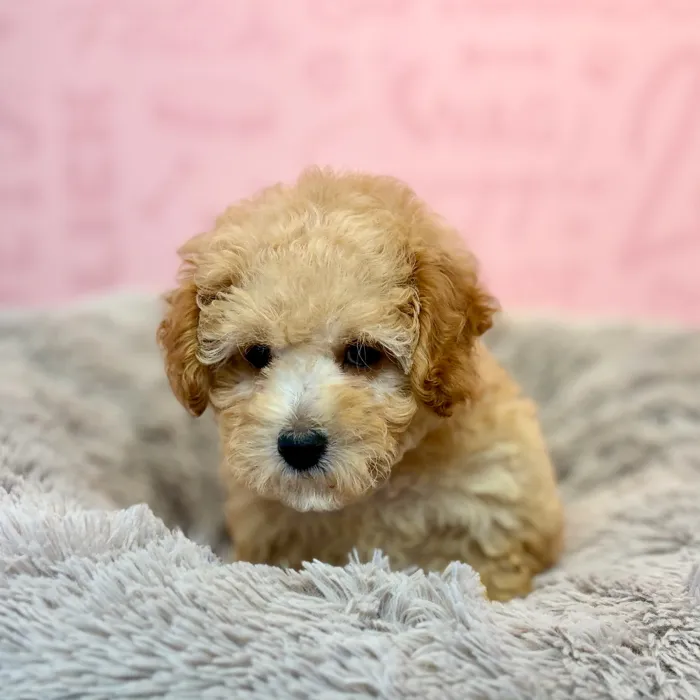 Female Poodle puppy named Fuzzywuzzy for sale at Waggles Dayton.