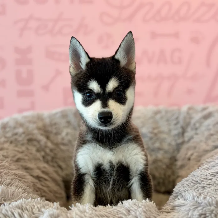 Male Alaskan Klee Kai puppy named Draco for sale at Waggles Dayton.