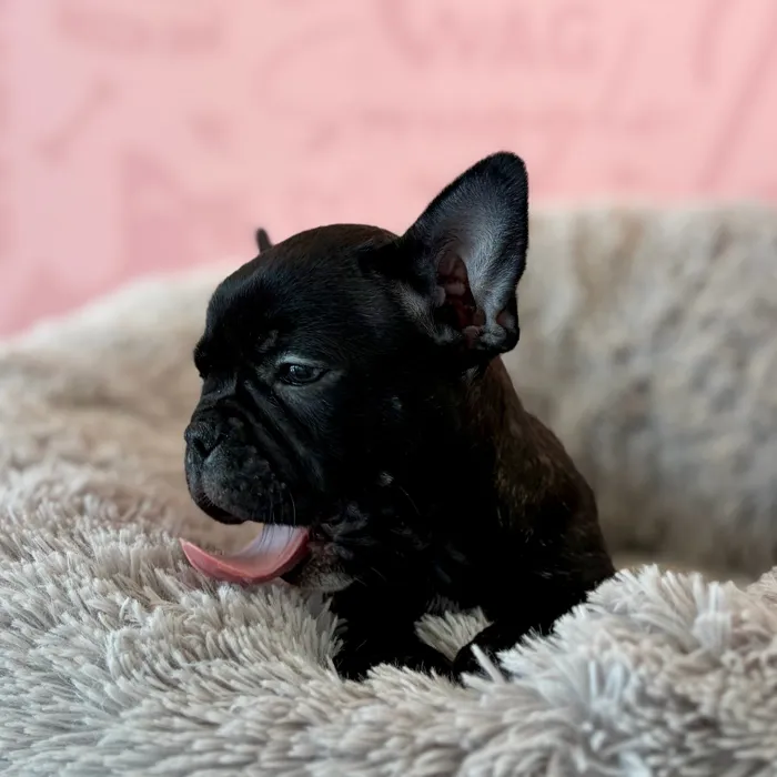 Female Frenchton puppy named Belle for sale at Waggles Dayton.
