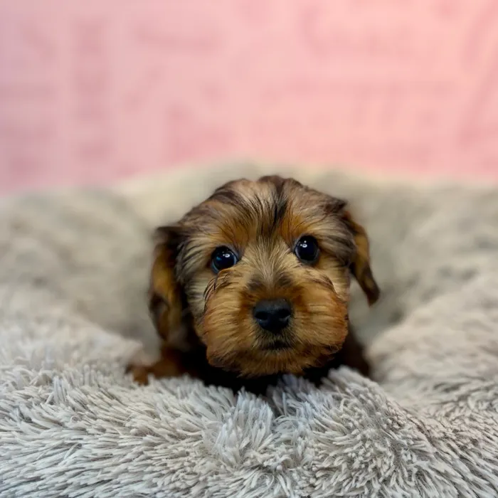 Male Yorkie puppy named Provolone for sale at Waggles Dayton.